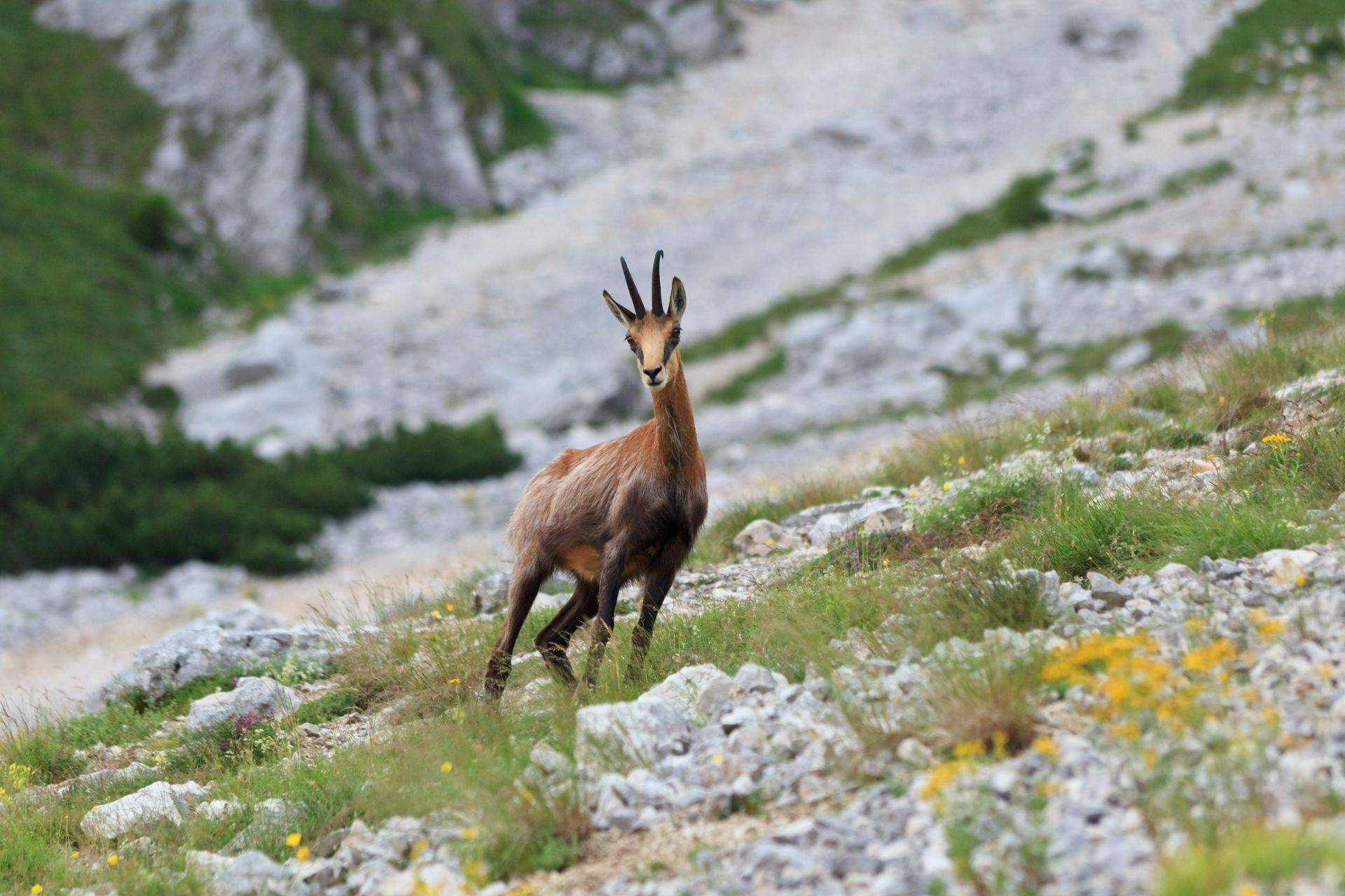 Hiking the wild highlands of Asturias, Spain's bear country