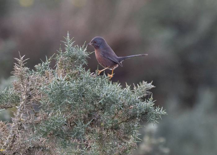 Dartford Warbler (Marcus Ward)