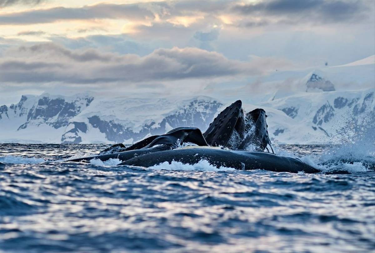 Humpback Whales, Antarctica Shutterstock 1009142845