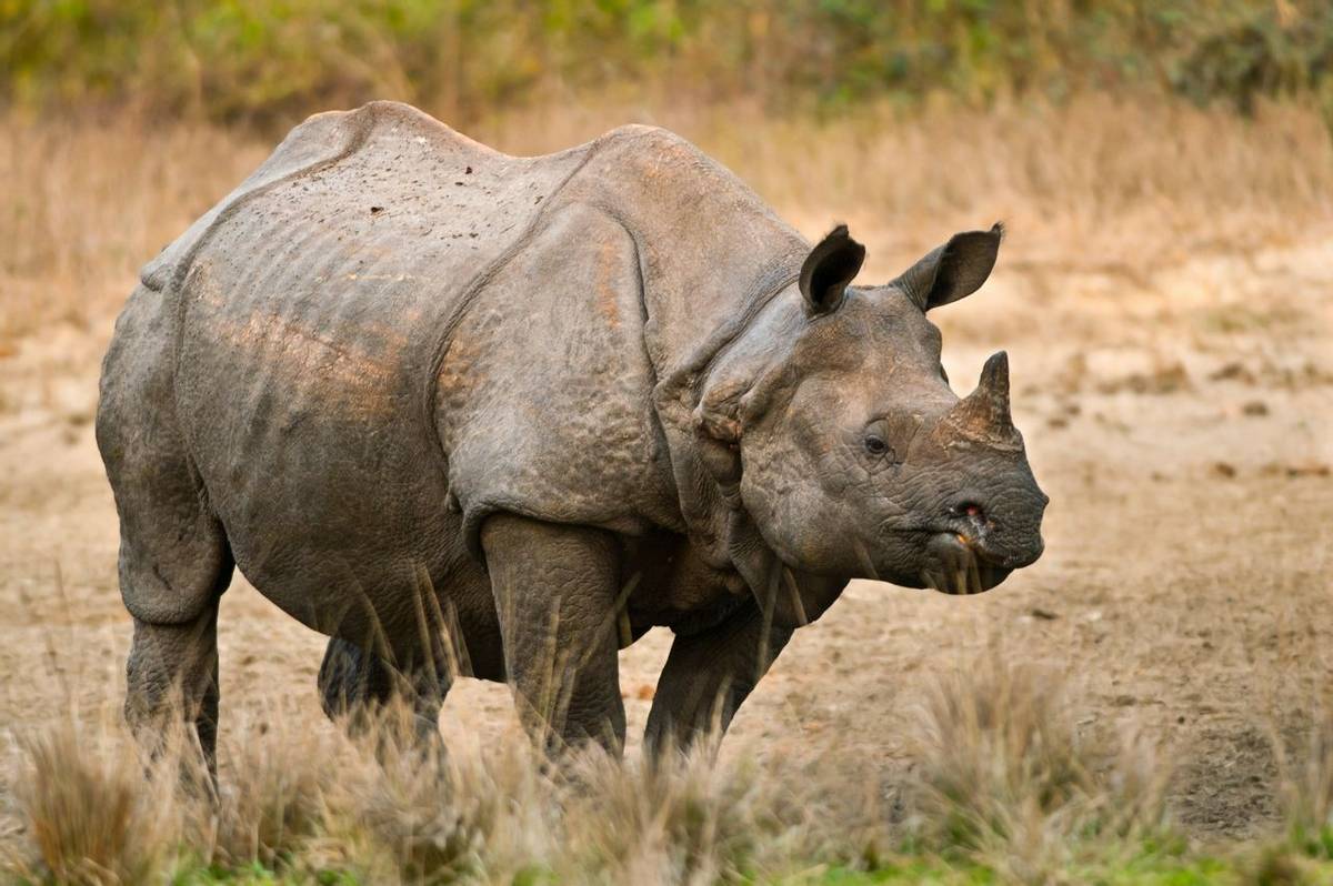 One horned rhino, Jaldapara Wildlife Sanctuary in India. shutterstock_130950119.jpg