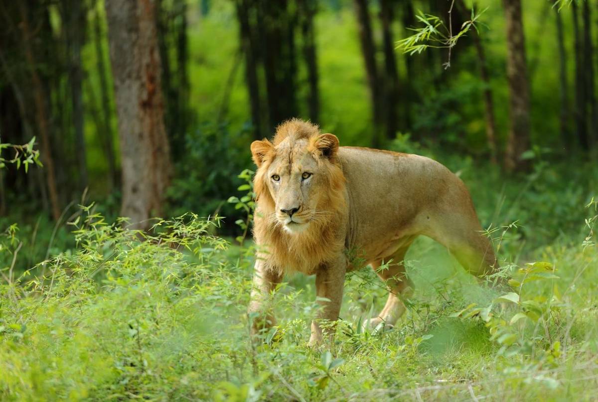 Asiatic Lion. Shutterstock.