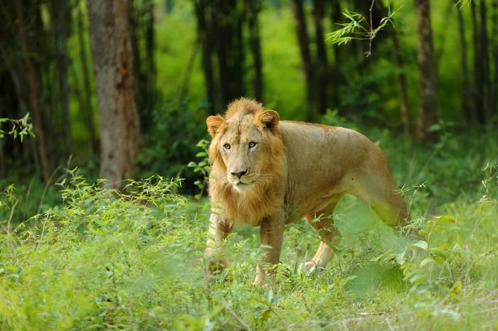 Asiatic Lion. Shutterstock.