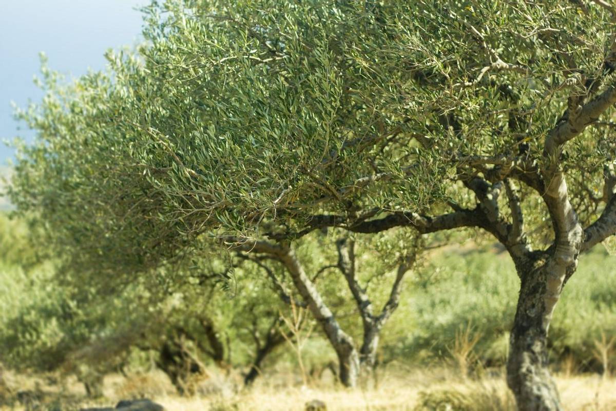Beautiful green olive trees in Greece during summer