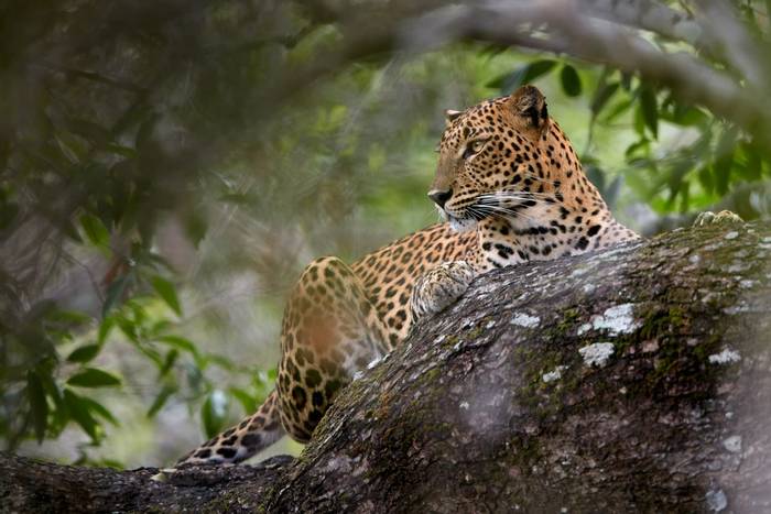Leopard, Yala, Sri Lanka shutterstock_519604012.jpg