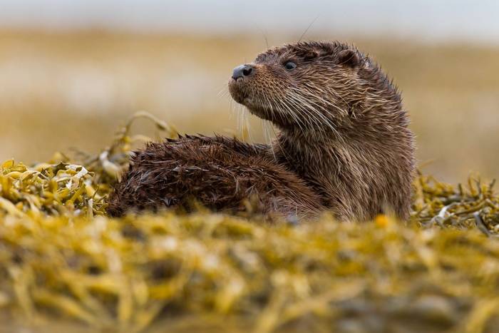 Otter, Scotland shutterstock_157171826.jpg
