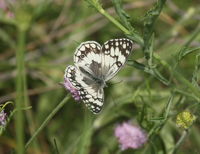Balkan Marbled White (Andy Harding)