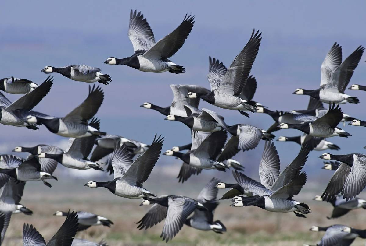 Barnacle Geese shutterstock_620816993.jpg