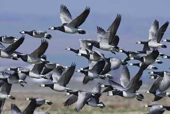 Barnacle Geese shutterstock_620816993.jpg