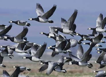 Southwest Scotland: Spring Migration in Dumfries (Day Trip)