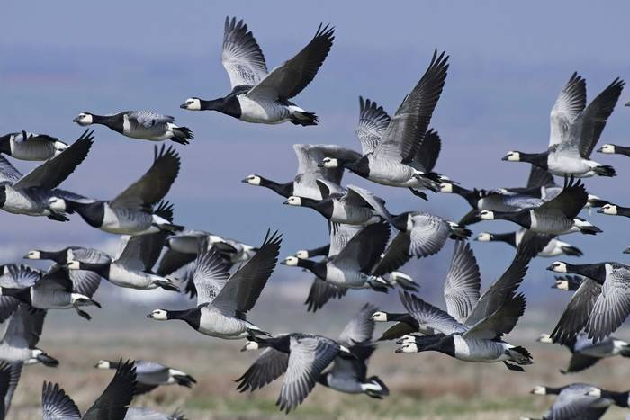 Barnacle Geese shutterstock_620816993.jpg