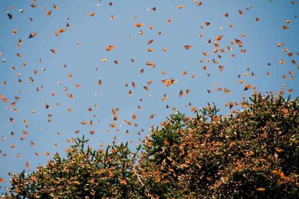 Monarch Butterfly Biosphere Reserve. Shutterstock 100246115