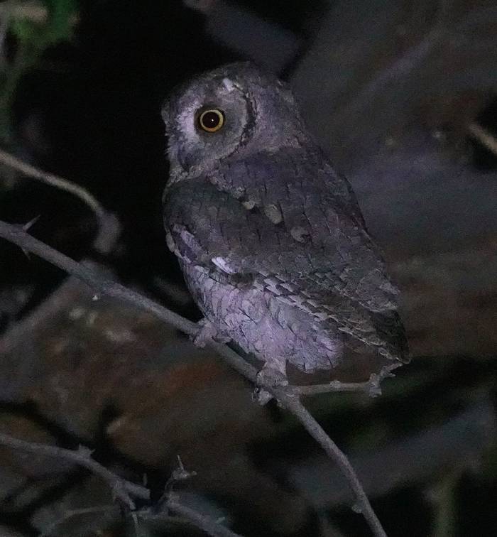 Pallid Scops Owl © Martin Pitt, January 2026 tour