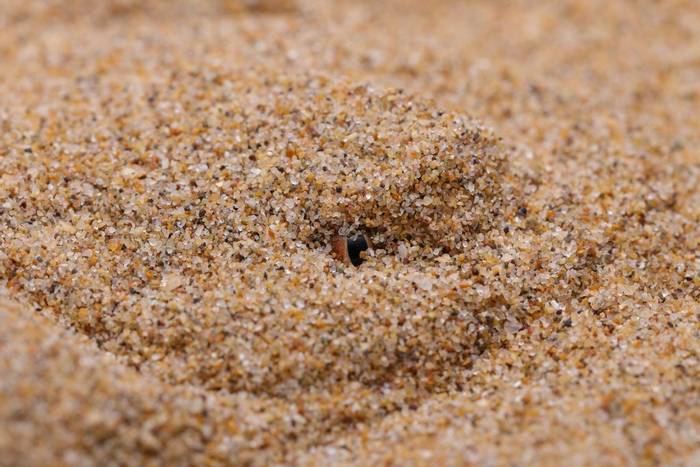 Sahara Sand Viper (Cerastes vipera) © Daniel Kane