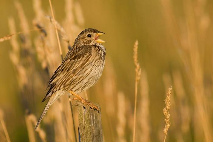 Corn Bunting shutterstock_128779541.jpg Corn Bunting shutterstock_128779541.jpg