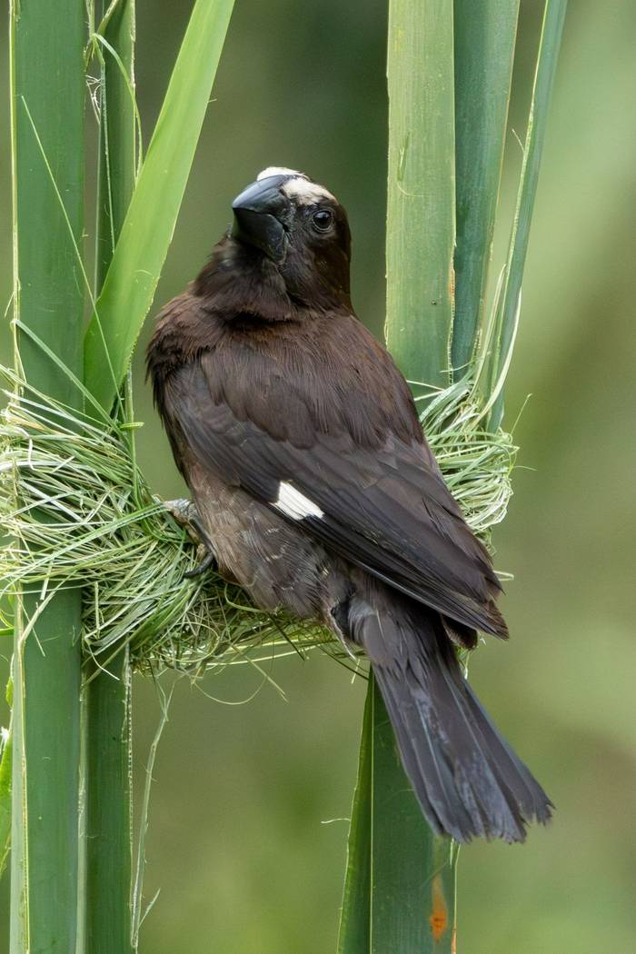 Thick-billed Weaver © Carole and David Clarke, February 2026 tour