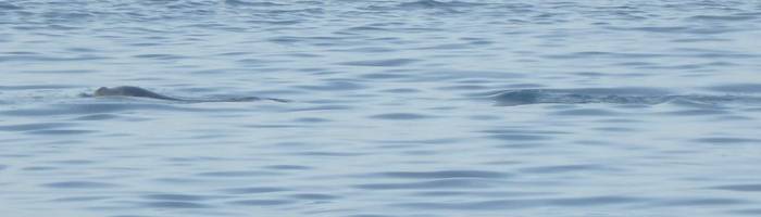 Mediterranean Monk Seal © M. Kallionaki, April 2025 tour