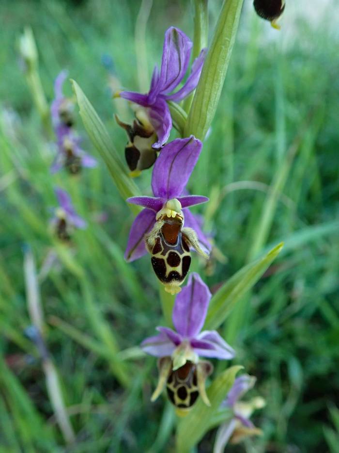 Ophrys oestrifera (John Willsher)