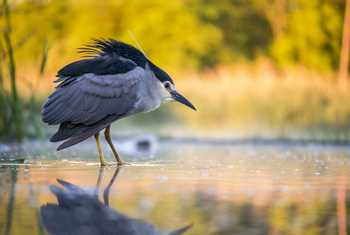 Black Crowned Night Heron. Shutterstock