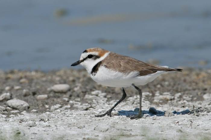Kentish Plover shutterstock_186728735.jpg