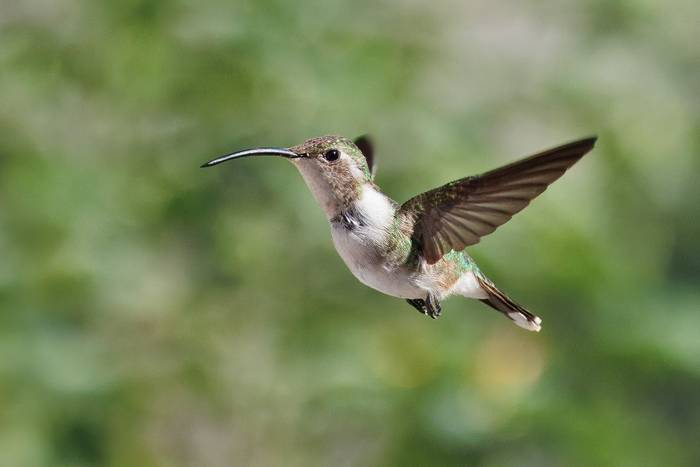 Mexican Sheartail  (Marcus John).jpg
