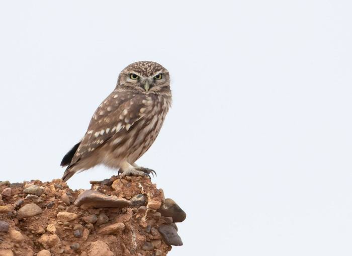 Little Owl © Chris Griffin, September 2022