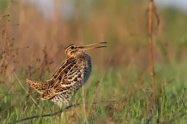 Great Snipe Image