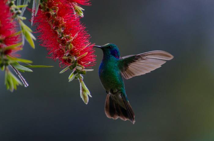 Green Violetear Hummingbird. Tim Melling.