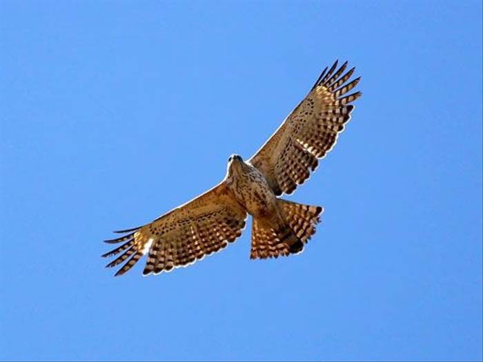 Changeable Hawk Eagle (Michael Haley)