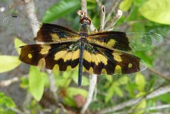 Common Picture Wing (female), Rhyothemis variegata (Steve Dutmer)