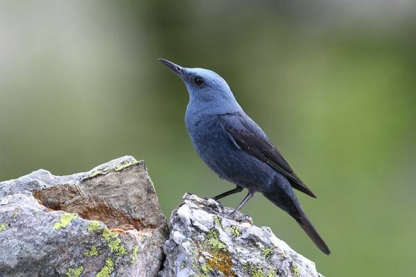 Blue Rock Thrush Shutterstock 752456872