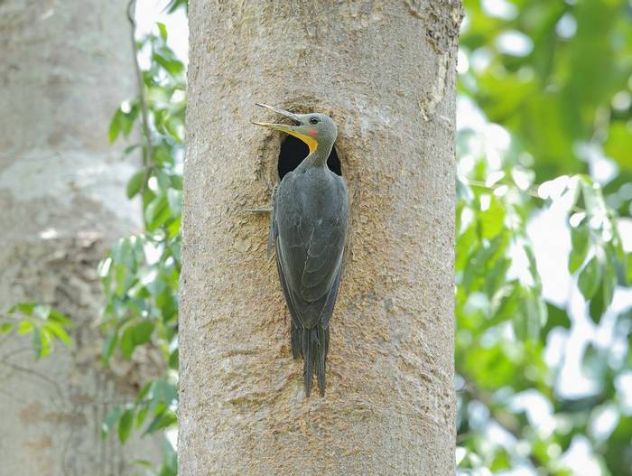 Great Slaty Woodpecker Shutterstock 644519689