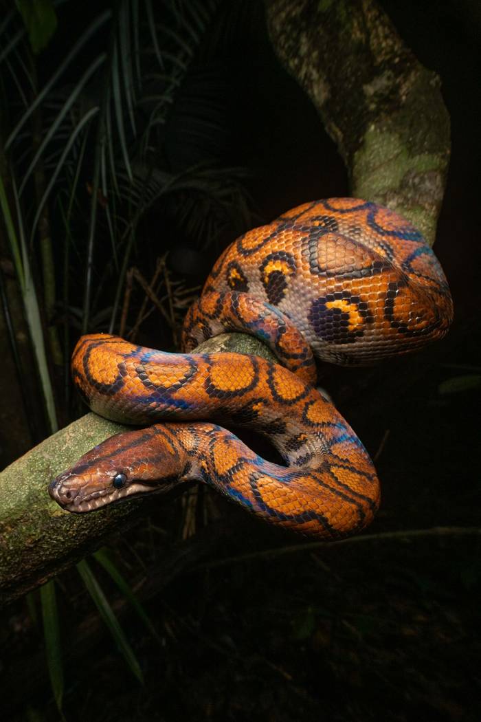 Rainbow Boa (Epicrates cenchria) © Sandro Perez Veltman