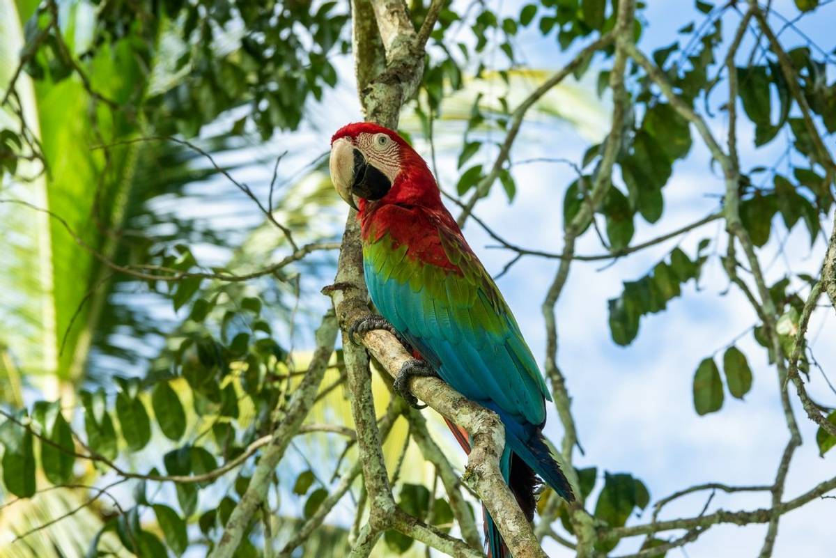 Green-winged macaw (Dick Lock)