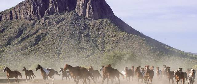 hidden-trails-white-stallion-ranch-arizona-horse-herd.jpg