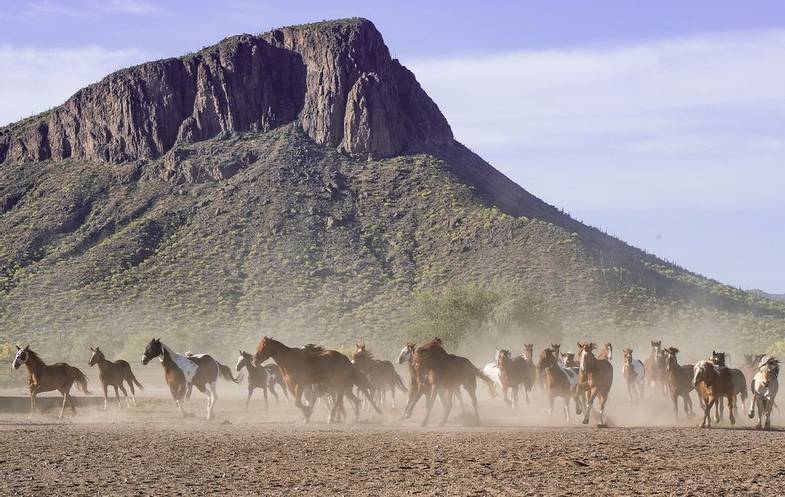 hidden-trails-white-stallion-ranch-arizona-horse-herd.jpg