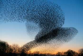 Starling murmuration shutterstock_1638904891 (s).jpg