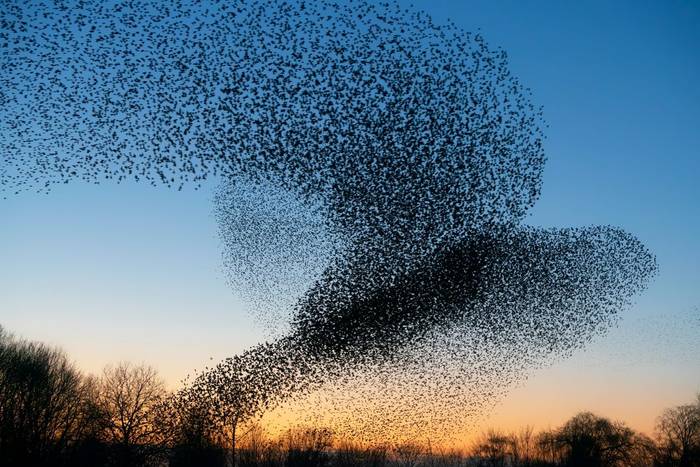 Starling murmuration shutterstock_1638904891 (s).jpg