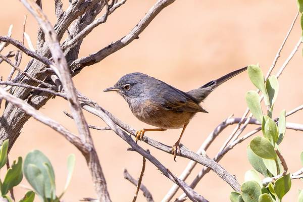 Tristram's Warbler (Mike Unwin) Image