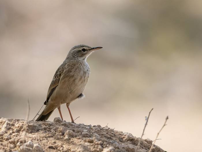 Long-billed Pipit © T. Laws, February 2024 tour