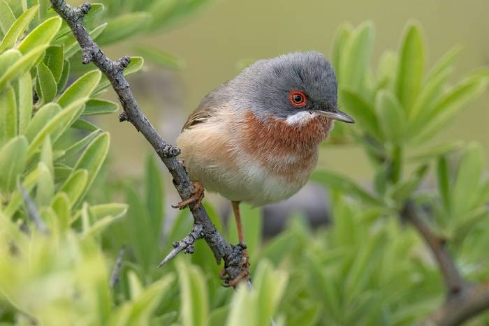 Eastern Subalpine Warbler
