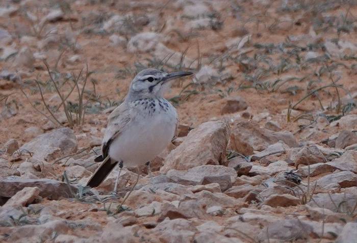 Hoopoe Lark © Martin Pitt, January 2025 tour