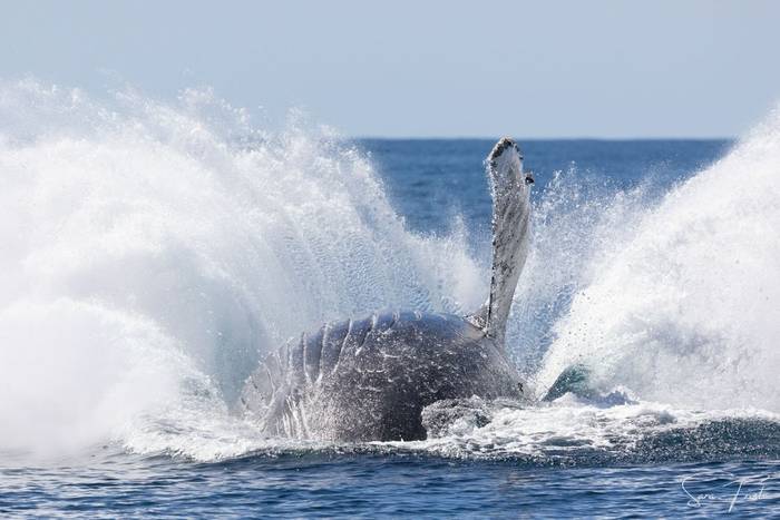 Humpback Whale (Sara Frost) (5).jpg