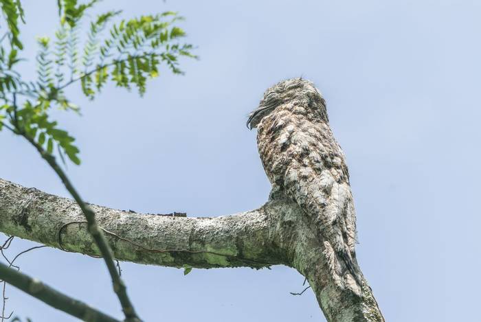 Great Potoo, Costa Rica, 30 March 2022, KEVIN ELSBY FRPS.jpg