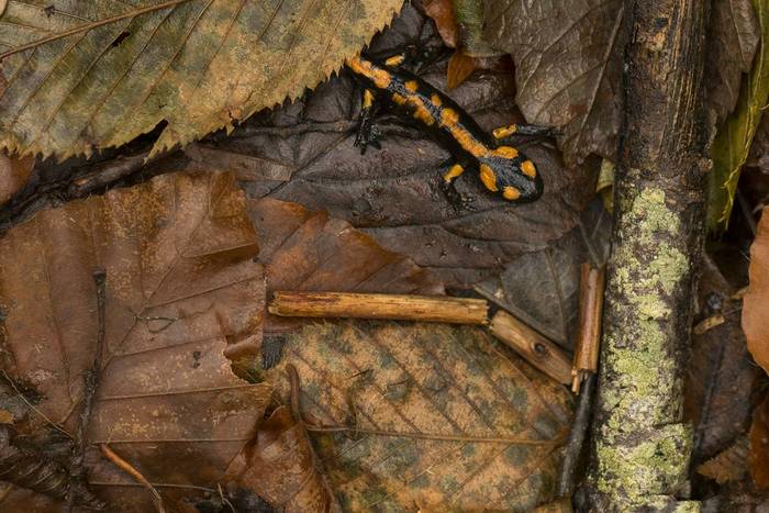 Italian Fire Salamander (Salamandra salamandra ssp. gigliolii) © Simone Giachello