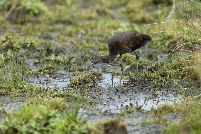 Glossy Ibis (Oliver Smart)