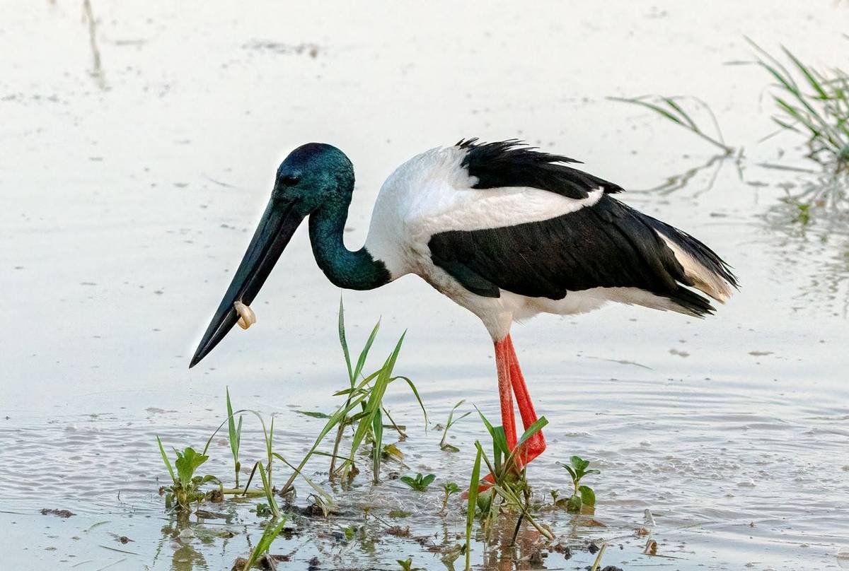 Black-necked Stork