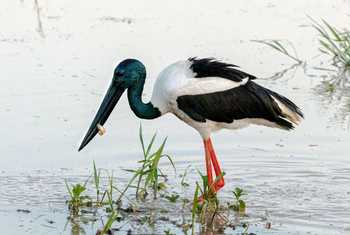 Black-necked Stork