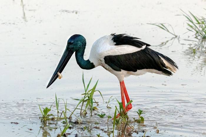 Black-necked Stork