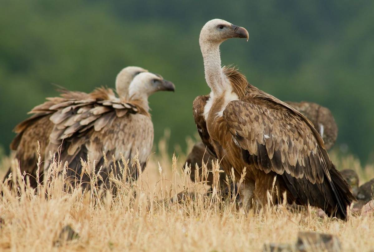 Griffon Vulture
