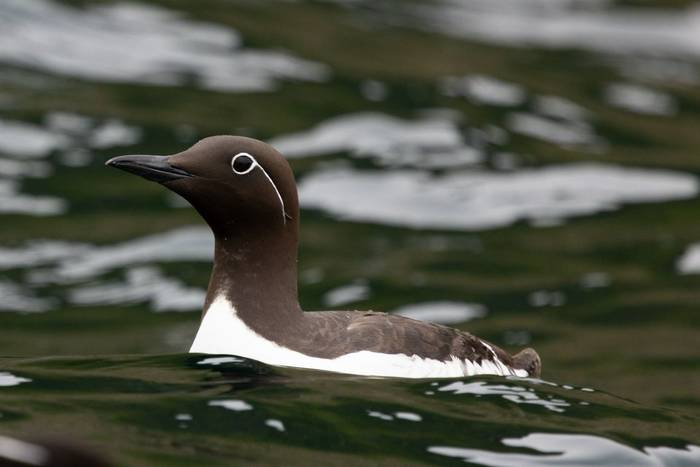 Brunnich's Guillemot (Sara Frost).jpg